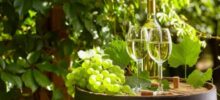 Offida, convegno Vinea sul vino biologico